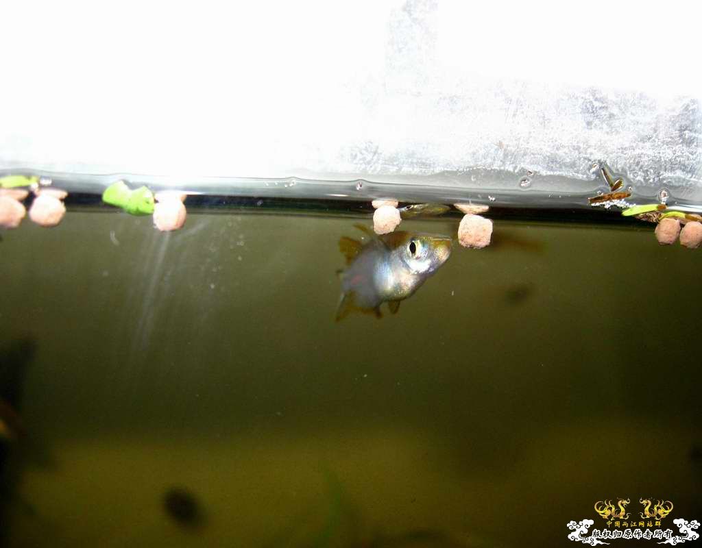 “飞翔的”红树林青将~