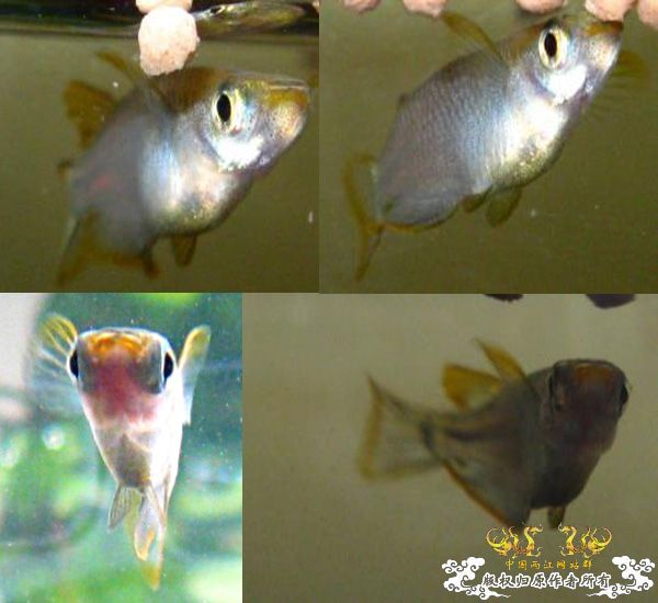 “飞翔的”红树林青将~