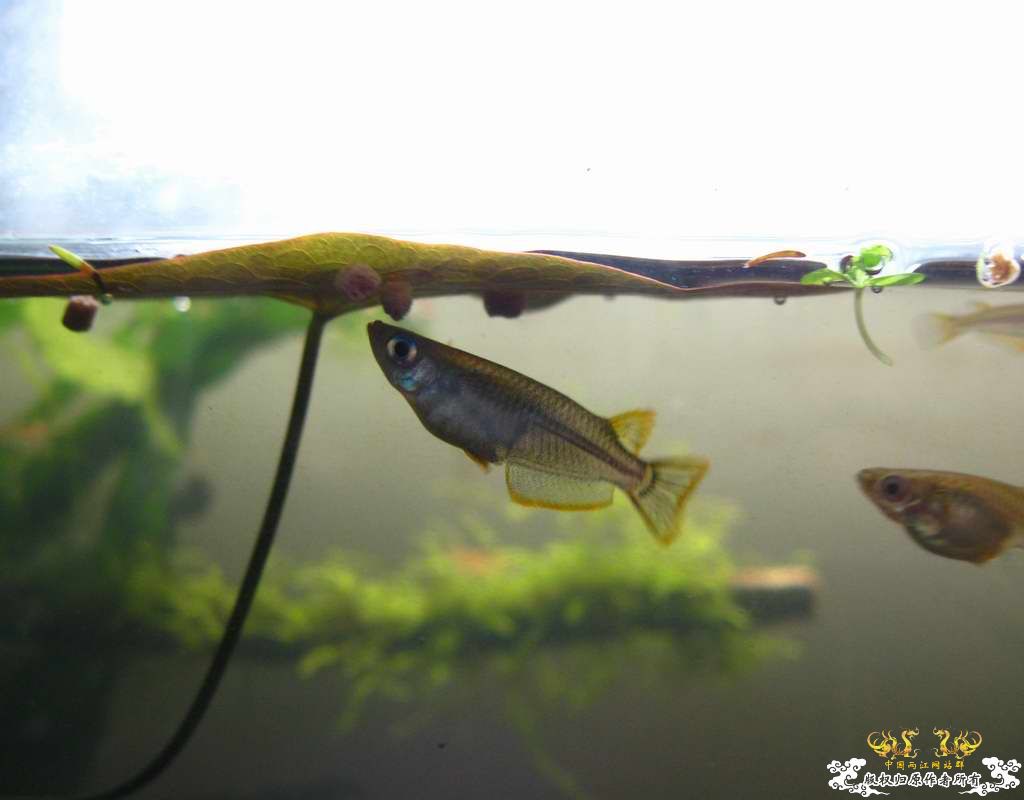 “飞翔的”红树林青将~