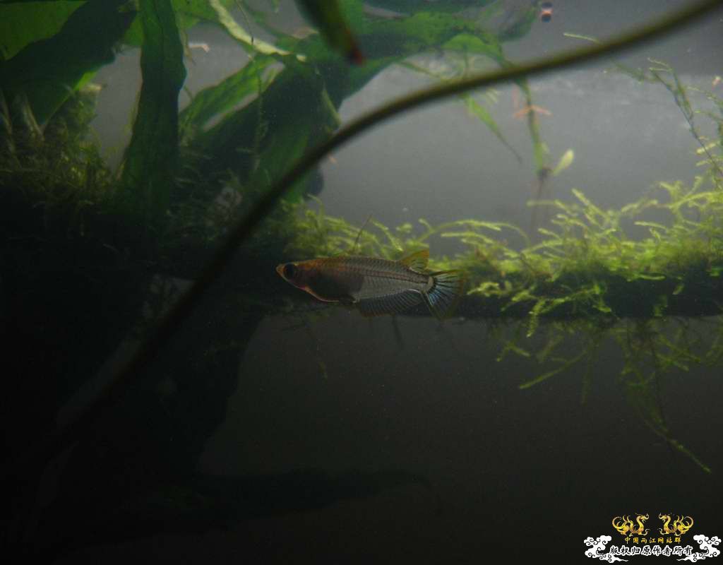 “飞翔的”红树林青将~