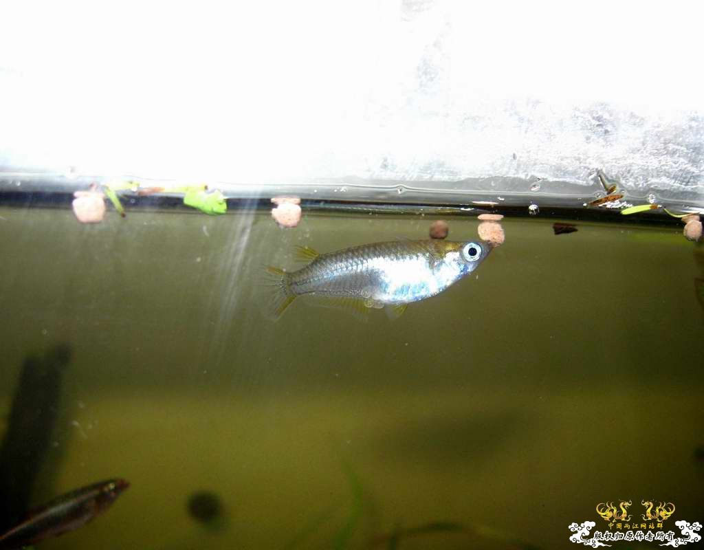 “飞翔的”红树林青将~