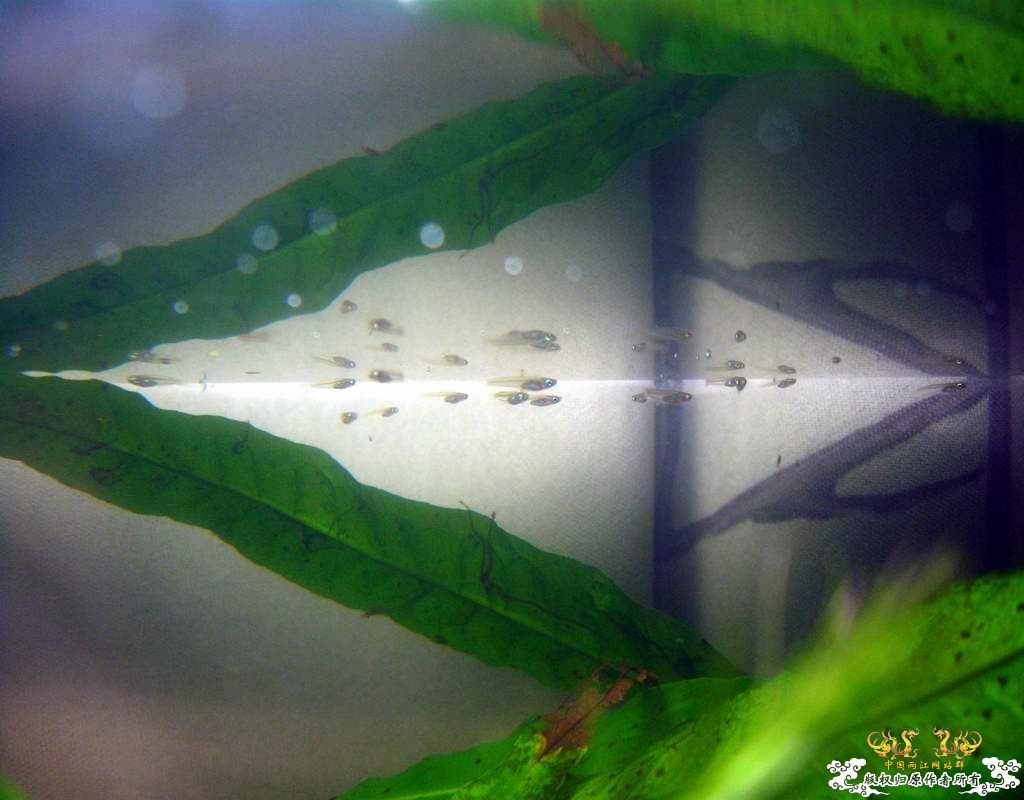 “飞翔的”红树林青将~