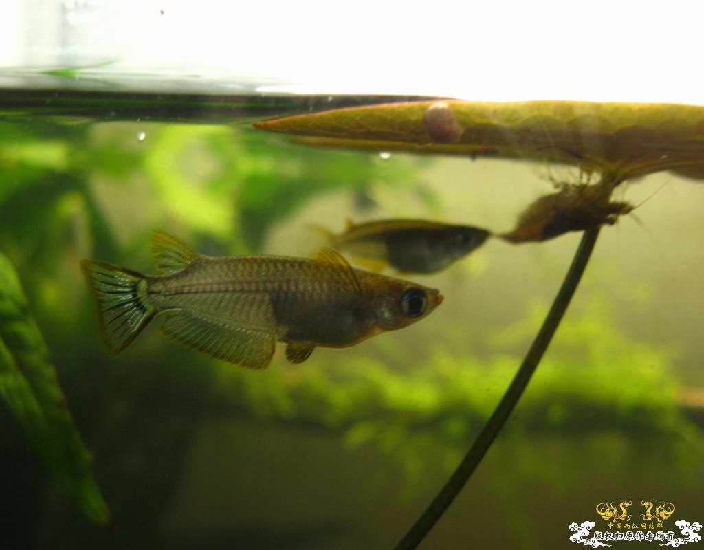 中午回家边看鱼边吃饭,突然间太阳出来了于是...