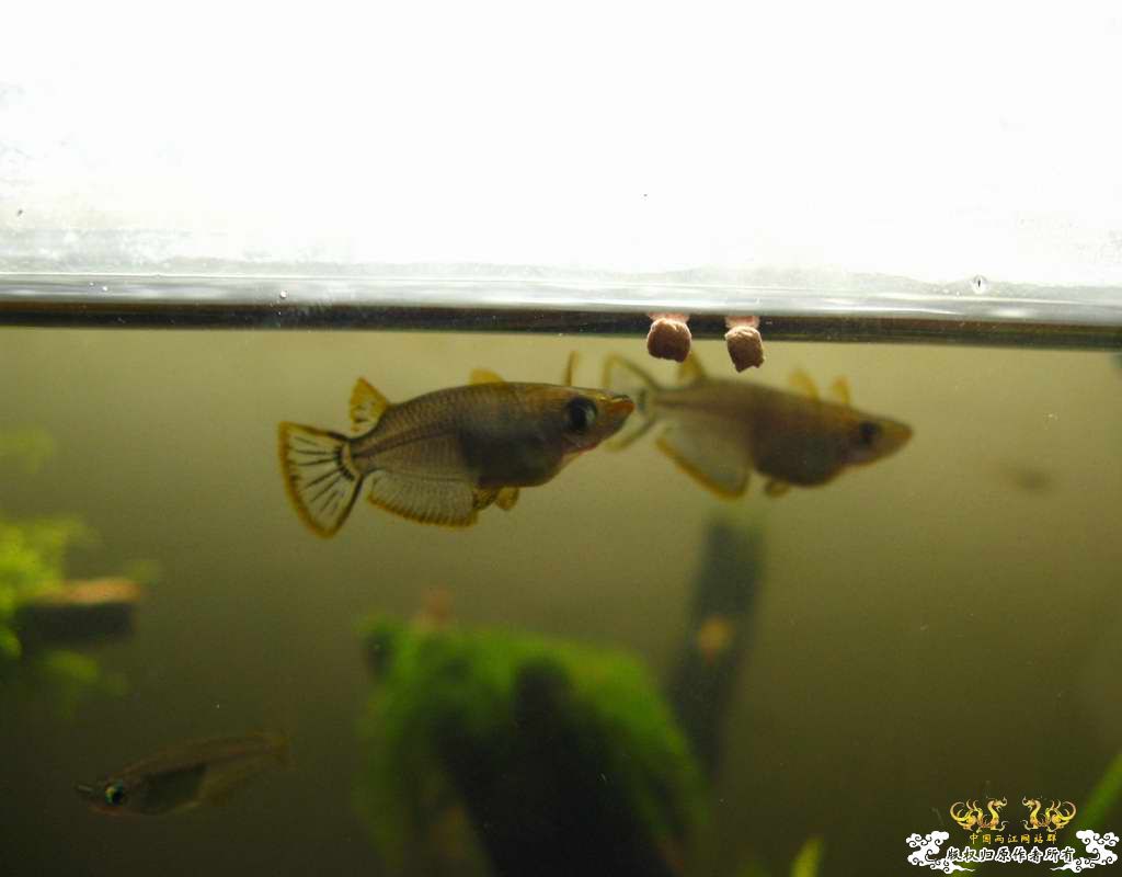 中午回家边看鱼边吃饭,突然间太阳出来了于是...