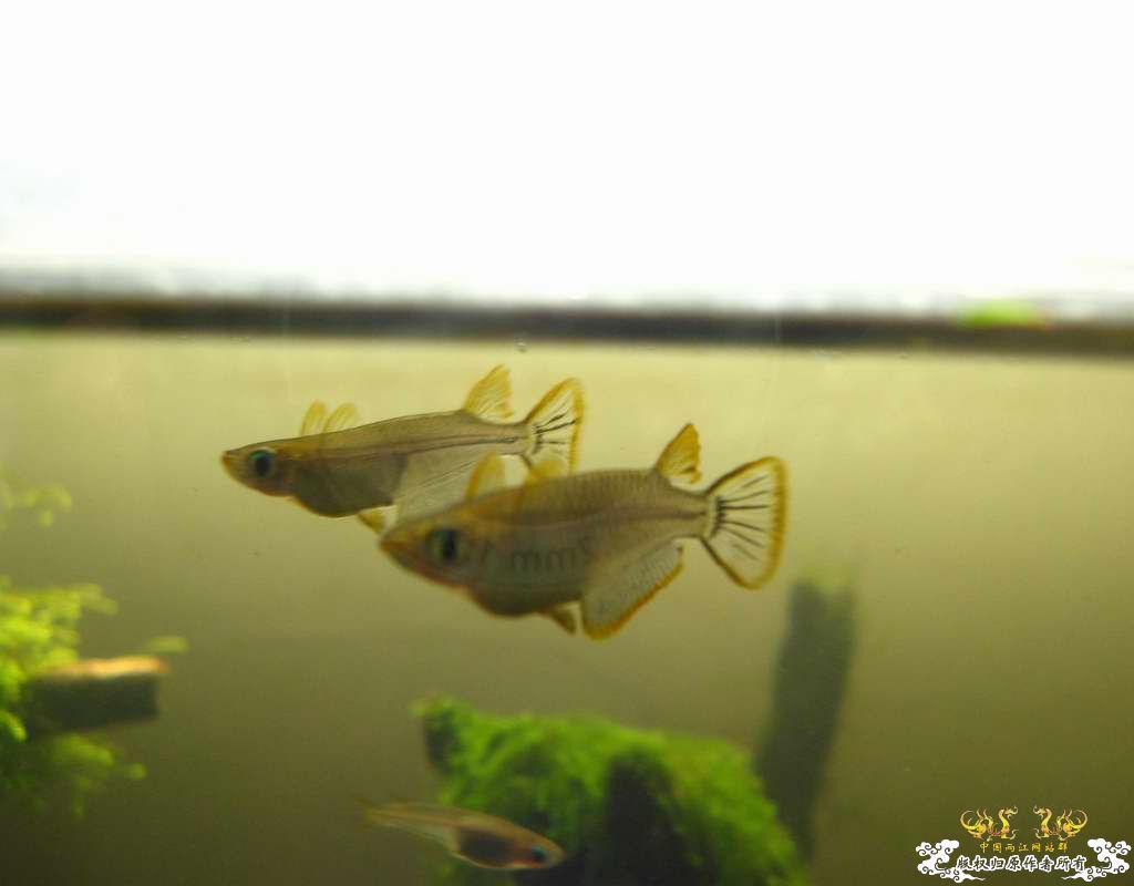 中午回家边看鱼边吃饭,突然间太阳出来了于是...