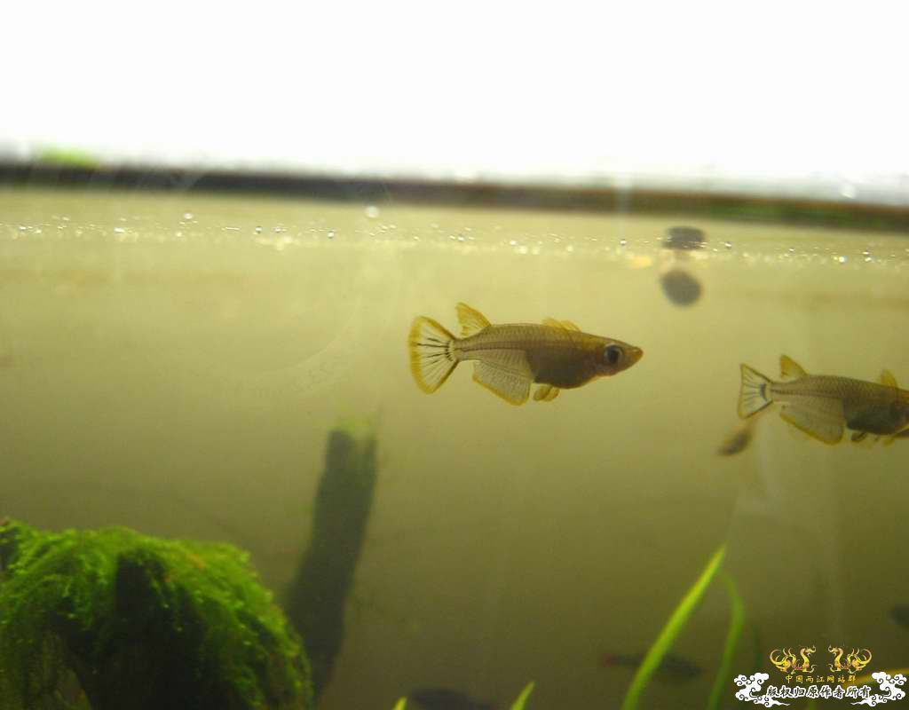 中午回家边看鱼边吃饭,突然间太阳出来了于是...