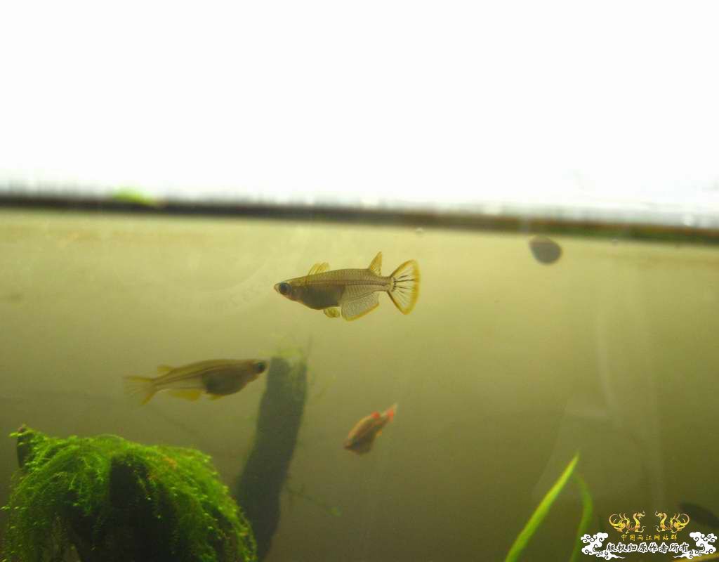 中午回家边看鱼边吃饭,突然间太阳出来了于是...