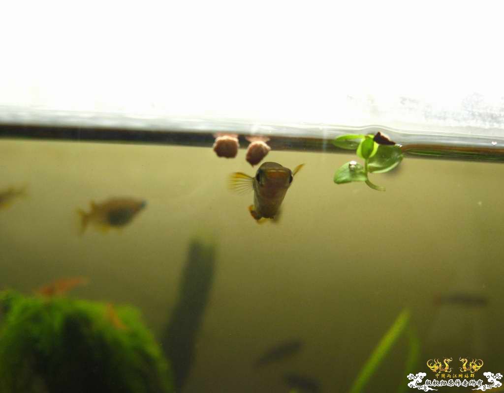 中午回家边看鱼边吃饭,突然间太阳出来了于是...