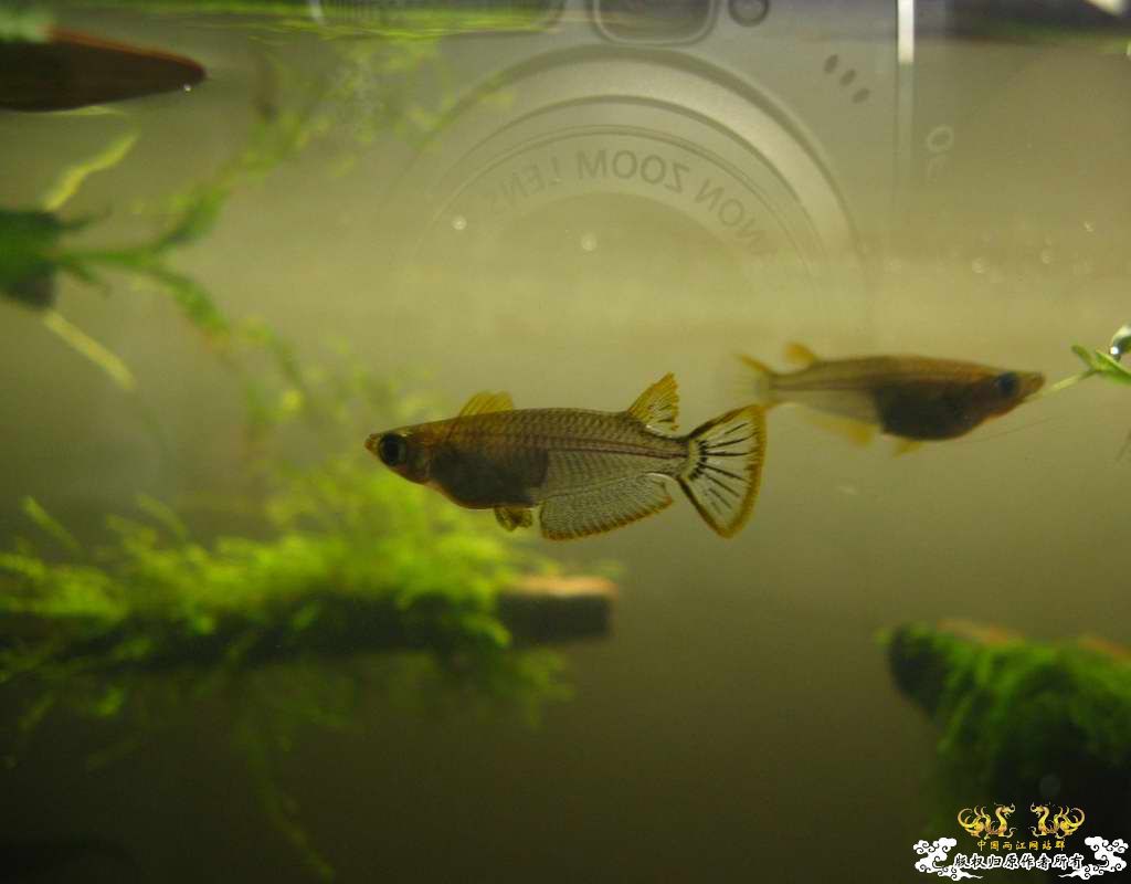 中午回家边看鱼边吃饭,突然间太阳出来了于是...