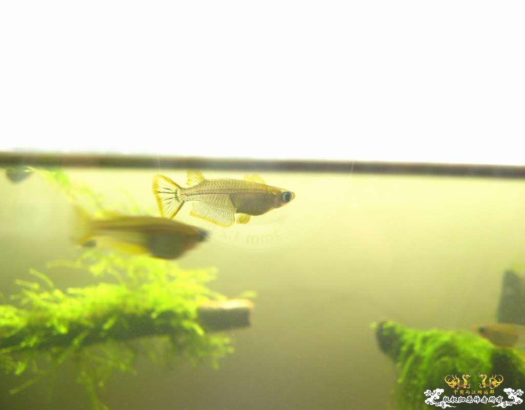 中午回家边看鱼边吃饭,突然间太阳出来了于是...