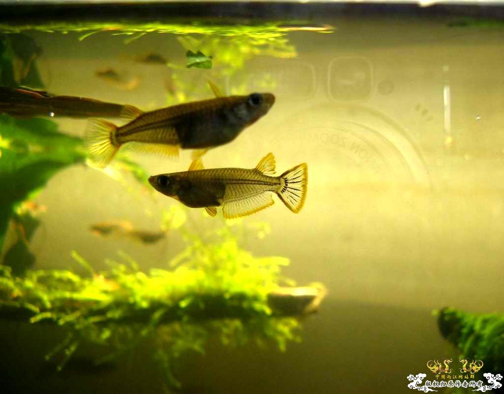 中午回家边看鱼边吃饭,突然间太阳出来了于是...