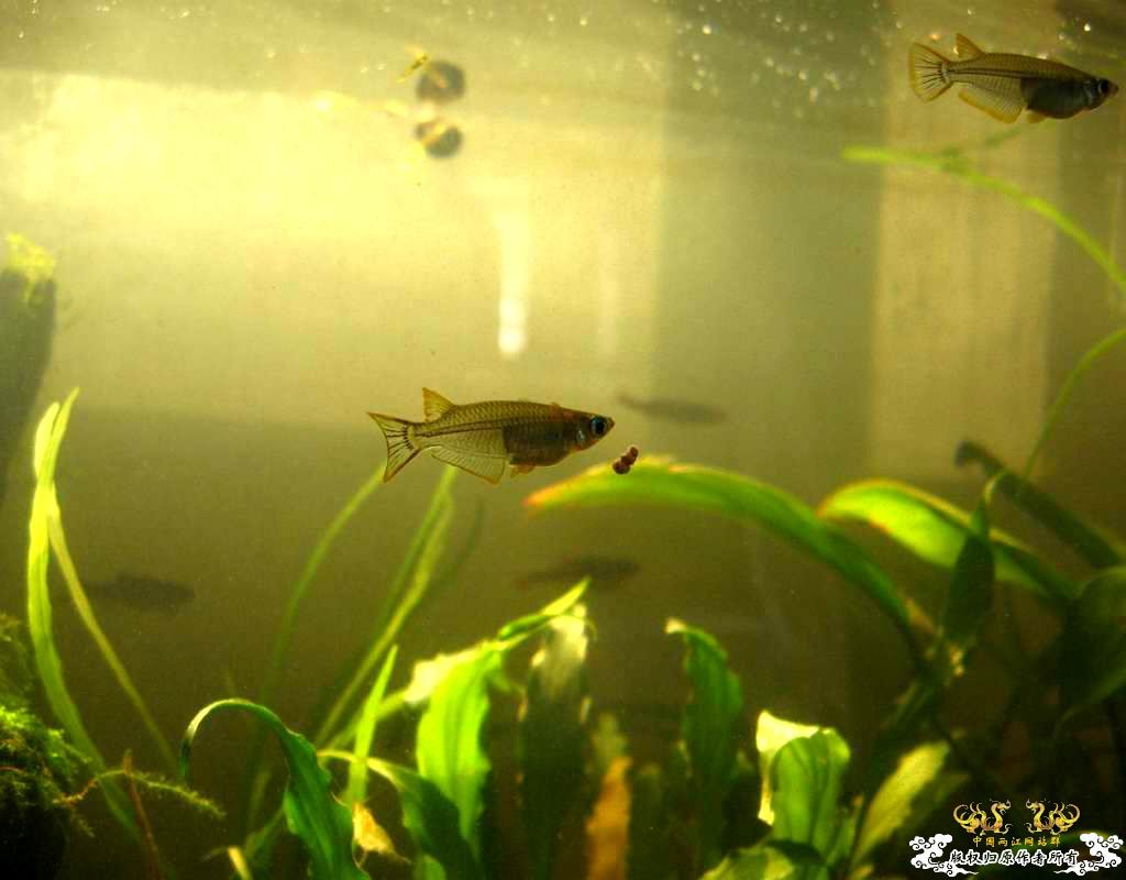 中午回家边看鱼边吃饭,突然间太阳出来了于是...