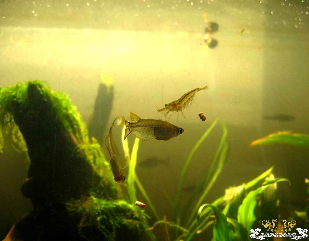 中午回家边看鱼边吃饭,突然间太阳出来了于是...