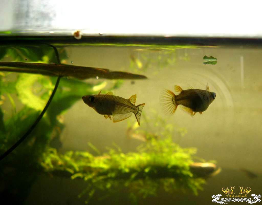 中午回家边看鱼边吃饭,突然间太阳出来了于是...