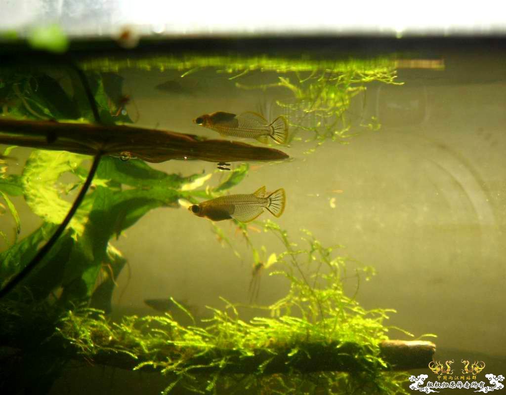 中午回家边看鱼边吃饭,突然间太阳出来了于是...