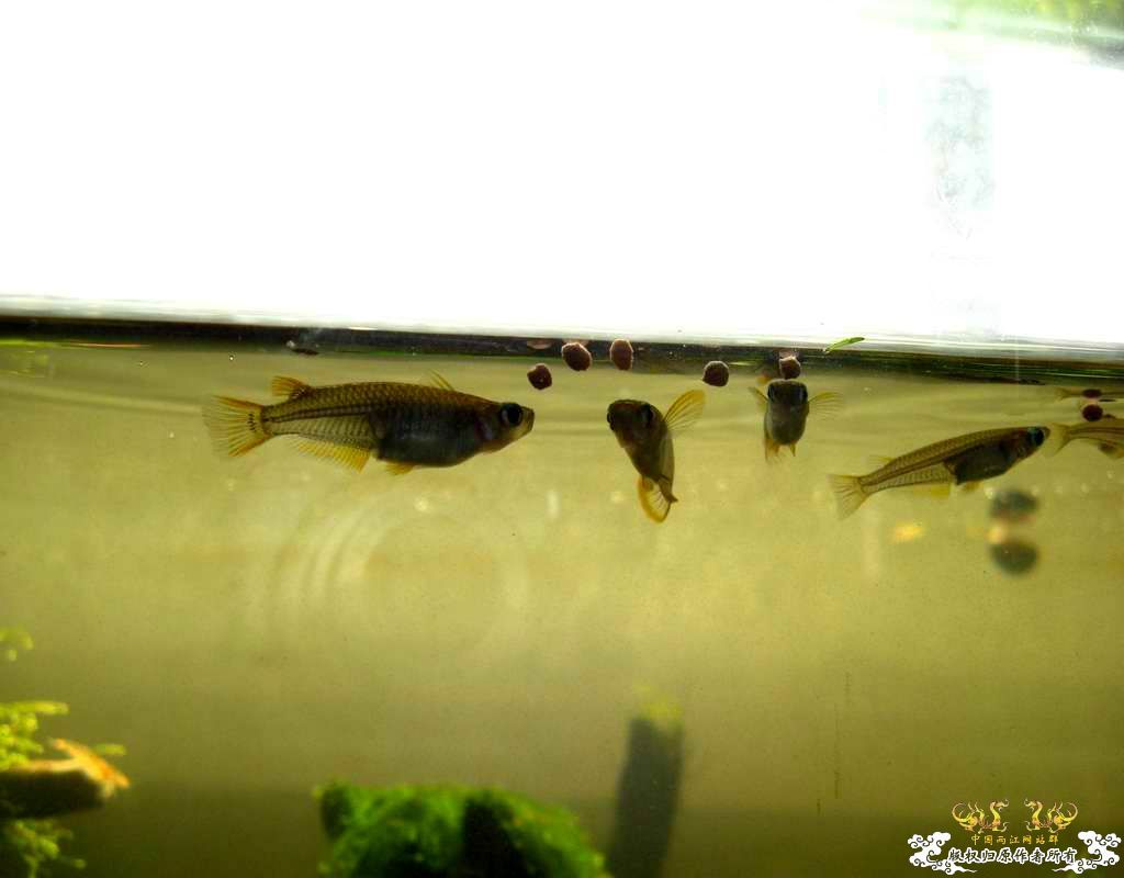 中午回家边看鱼边吃饭,突然间太阳出来了于是...