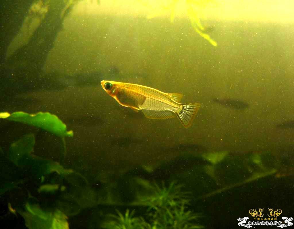 中午回家边看鱼边吃饭,突然间太阳出来了于是...