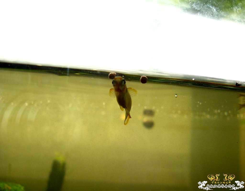 中午回家边看鱼边吃饭,突然间太阳出来了于是...