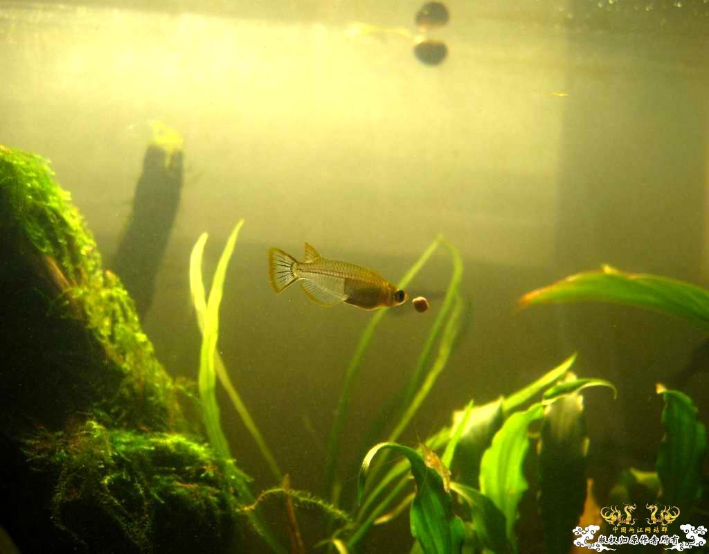 中午回家边看鱼边吃饭,突然间太阳出来了于是...