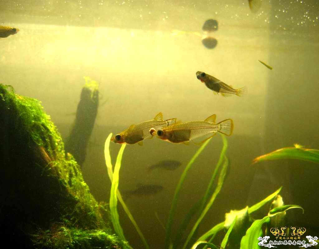 中午回家边看鱼边吃饭,突然间太阳出来了于是...