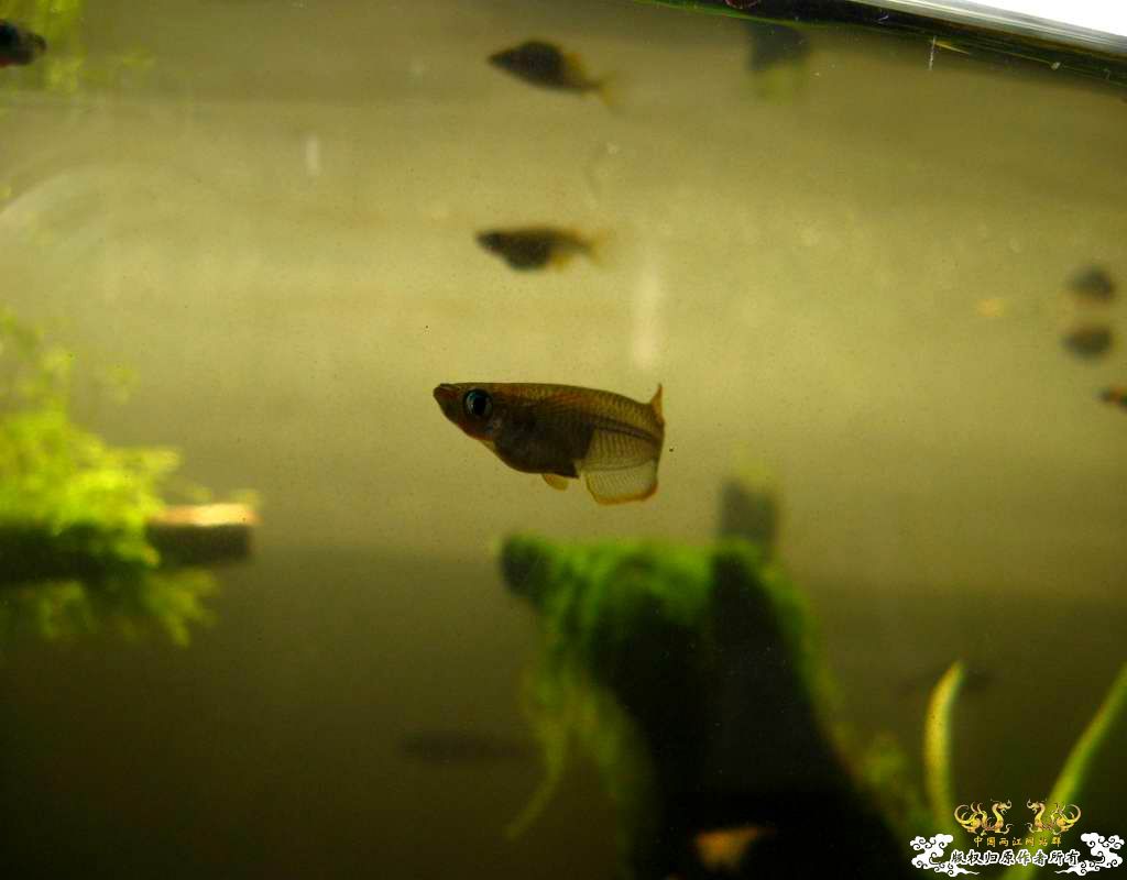 中午回家边看鱼边吃饭,突然间太阳出来了于是...