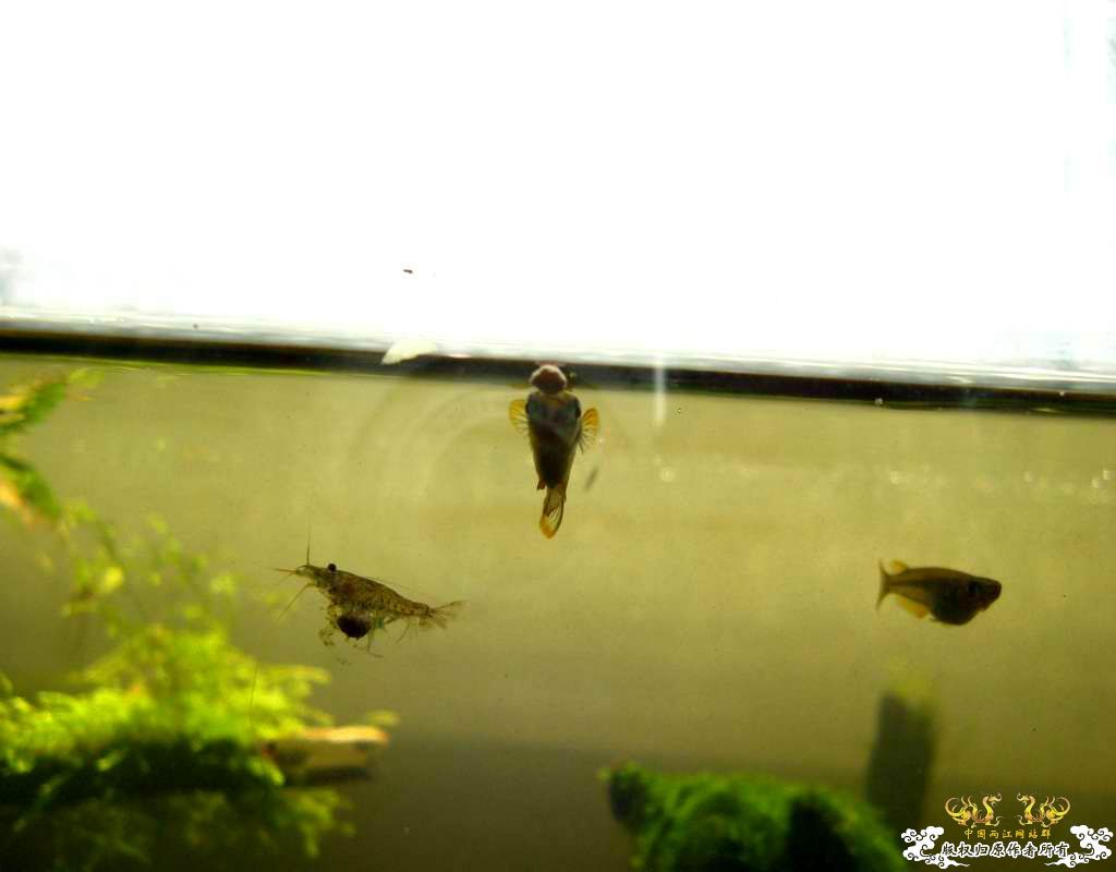 中午回家边看鱼边吃饭,突然间太阳出来了于是...