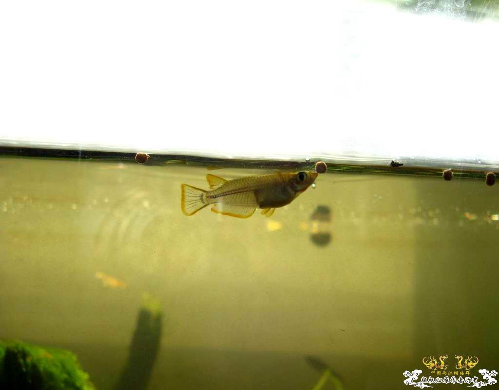 中午回家边看鱼边吃饭,突然间太阳出来了于是...