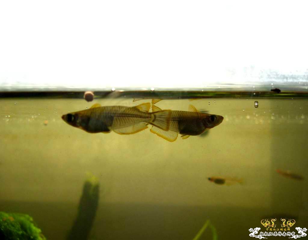 中午回家边看鱼边吃饭,突然间太阳出来了于是...