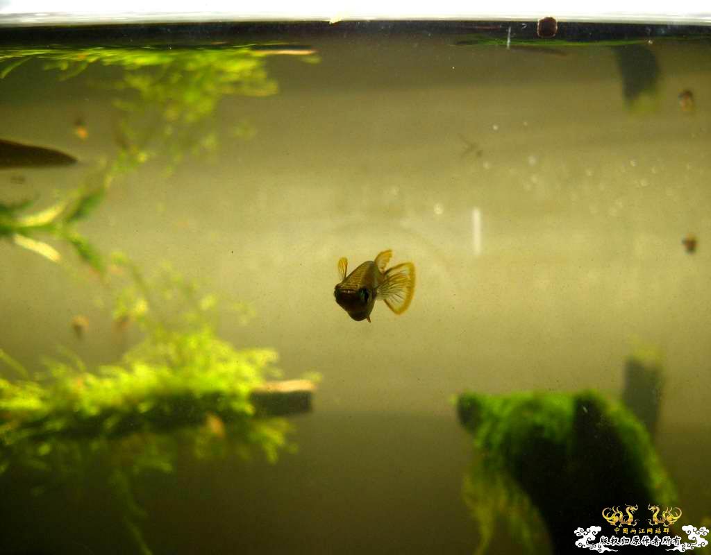 中午回家边看鱼边吃饭,突然间太阳出来了于是...