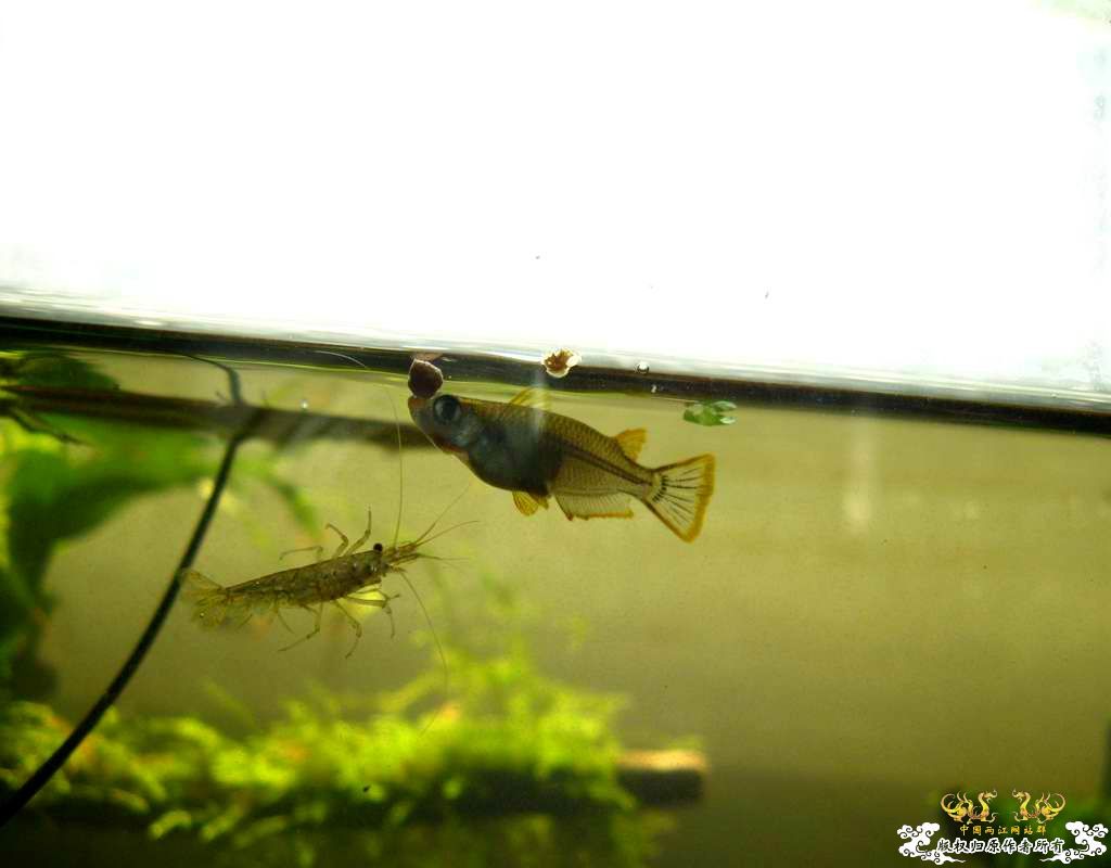 中午回家边看鱼边吃饭,突然间太阳出来了于是...