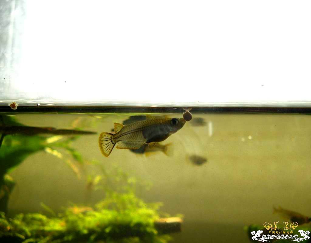 中午回家边看鱼边吃饭,突然间太阳出来了于是...