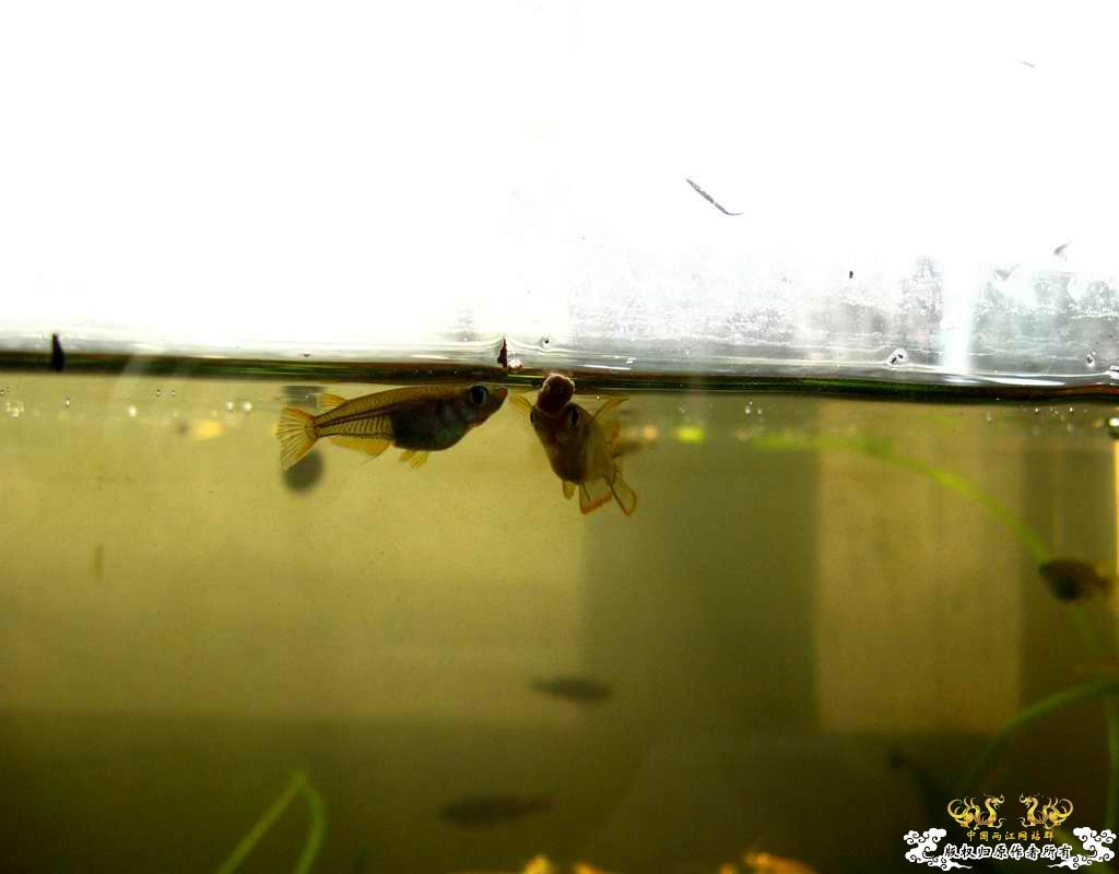 中午回家边看鱼边吃饭,突然间太阳出来了于是...