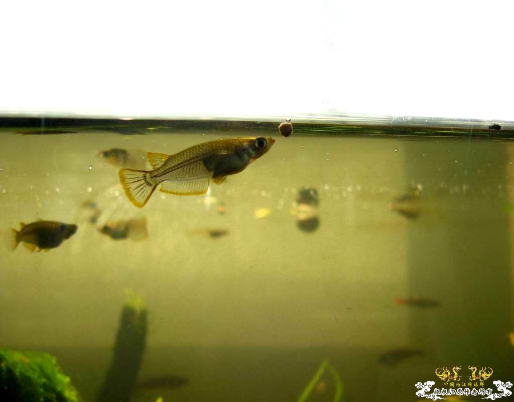 中午回家边看鱼边吃饭,突然间太阳出来了于是...