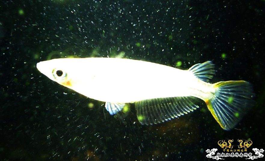 中午回家边看鱼边吃饭,突然间太阳出来了于是...