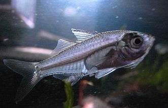 [求助]问个鱼```一位鱼友捞的，据说不好养