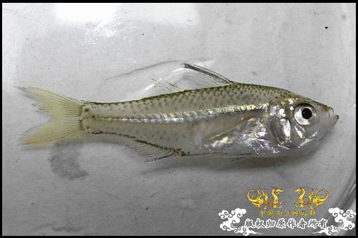 [求助]问个鱼```一位鱼友捞的，据说不好养