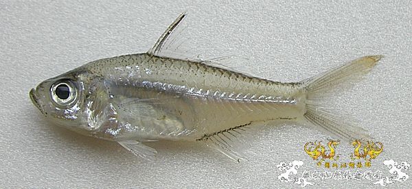 [求助]问个鱼```一位鱼友捞的，据说不好养