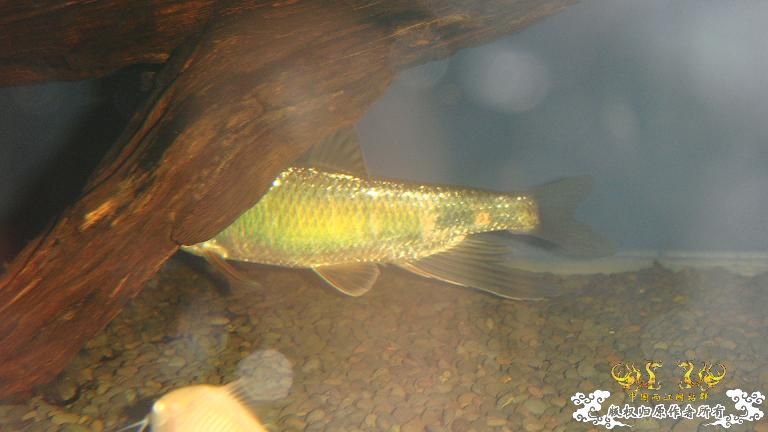 快过元旦了·········发发家底