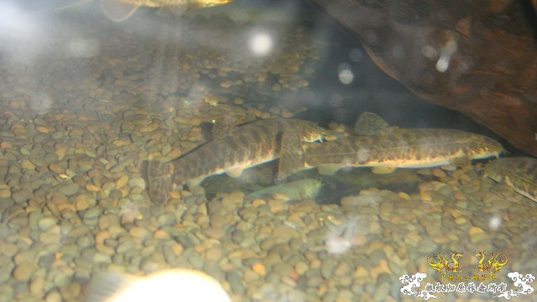 快过元旦了·········发发家底