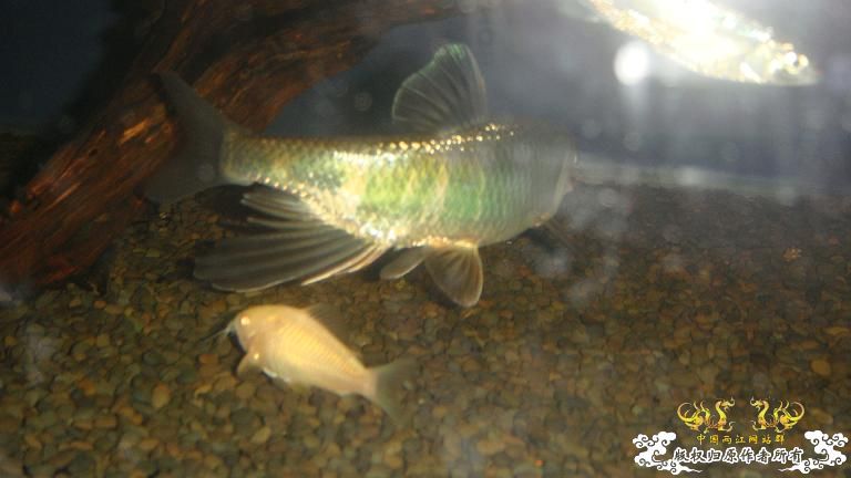 快过元旦了·········发发家底