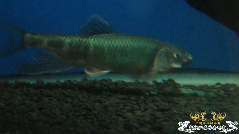 快过元旦了·········发发家底