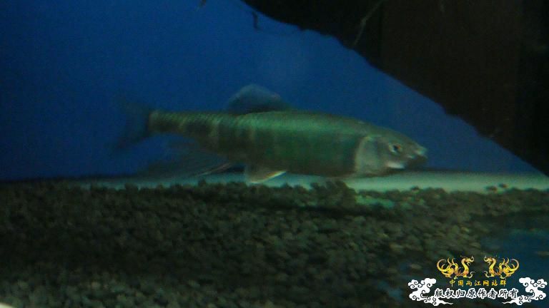 快过元旦了·········发发家底