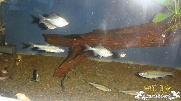 快过元旦了·········发发家底