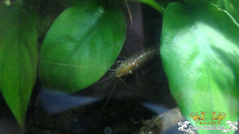 快过元旦了·········发发家底