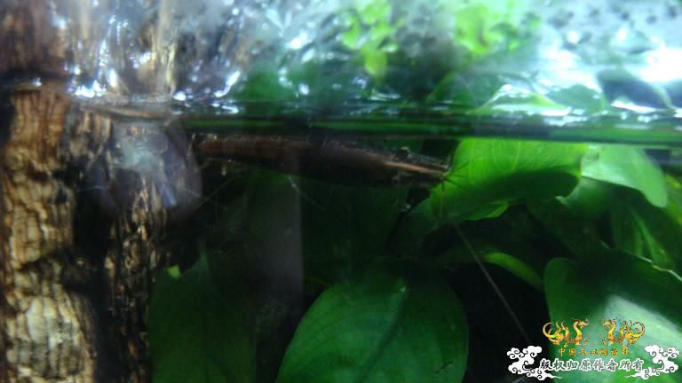 快过元旦了·········发发家底