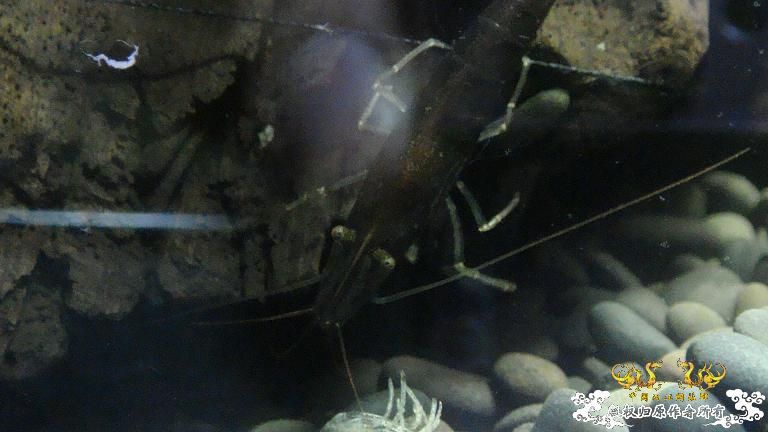 快过元旦了·········发发家底