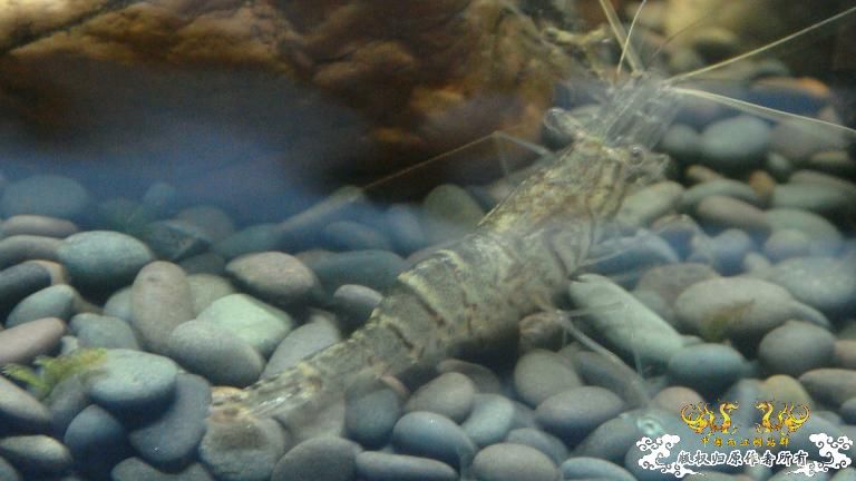 快过元旦了·········发发家底