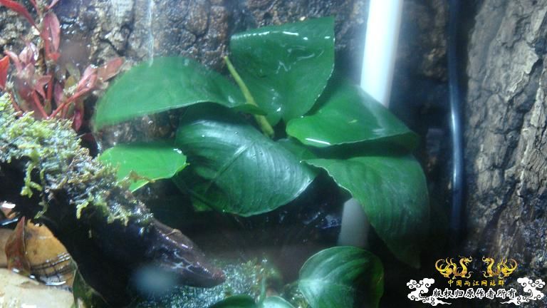 快过元旦了·········发发家底