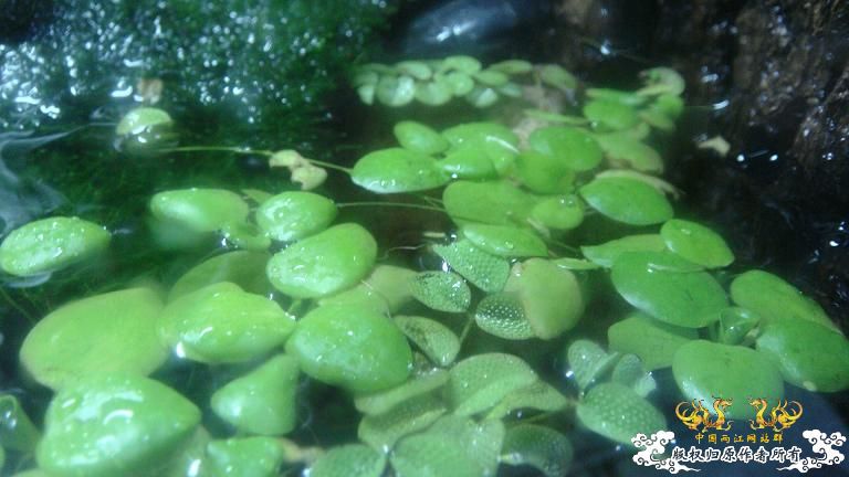 快过元旦了·········发发家底