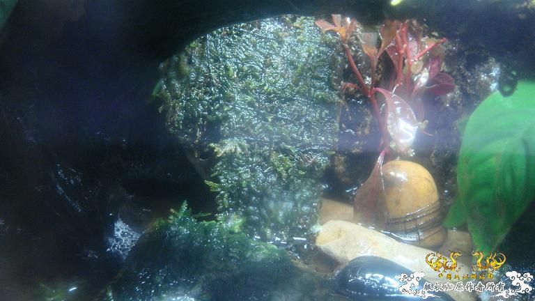 快过元旦了·········发发家底